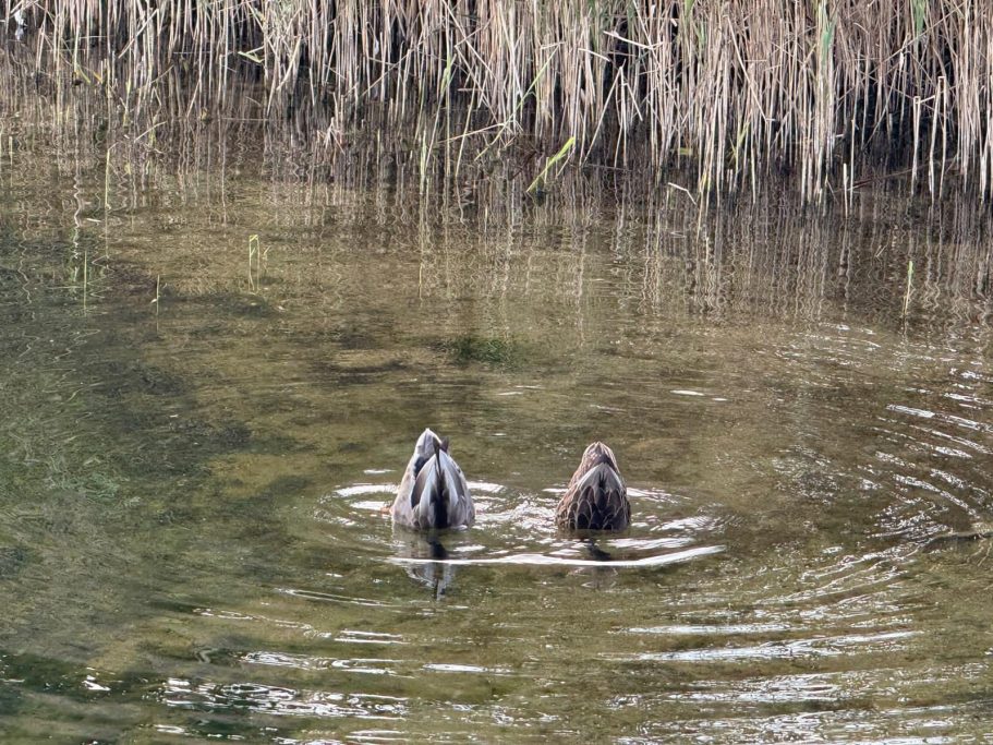 Zwei Enten tauchen im klaren Wasser, umgeben von Schilf.